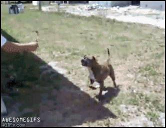 Dog does perfect backflip