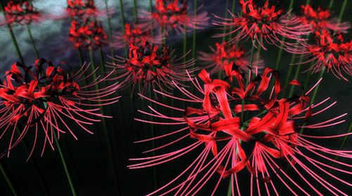 spider lilies 1080P 2k 4k HD wallpapers backgrounds free download   Rare Gallery