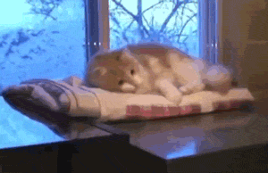 Cat Slipping Off Cabinet (Whoaaaa) 😮
