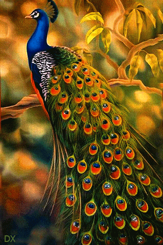 Peacock Gif