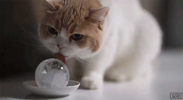 Cat Cooling Off LIcking Ice Ball (Round and Round It Goes) 😃