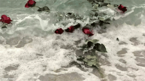 Roses in the sea
