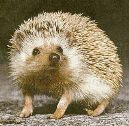 Cute Blinking Hedgehog