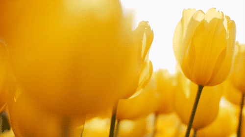 Yellow Tulips Blowing in the Wind