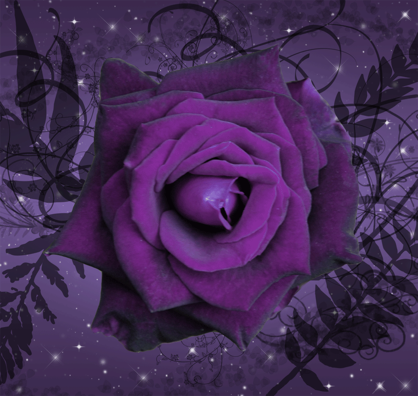 Twlight Purple Rose by silverperfume