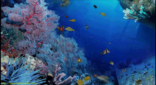 Colorful Tropical Fish Swimming