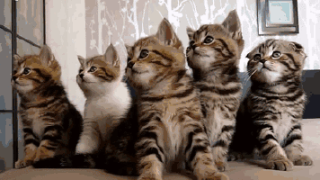 Cute Kittens Eye Tracking
