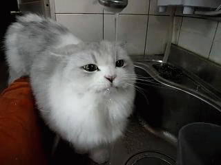 Cute Cat Drinking Water