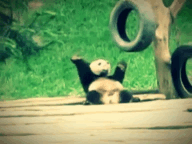 Panda Gif
