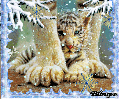 Winter Cats by 13darkskye