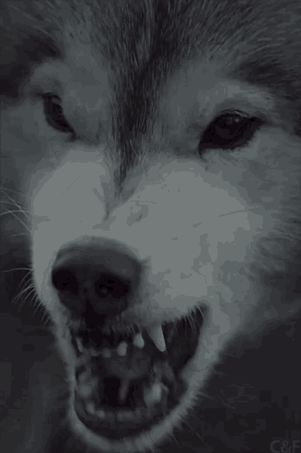 Wolf Gif