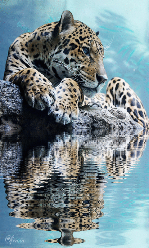 Leopard Gif