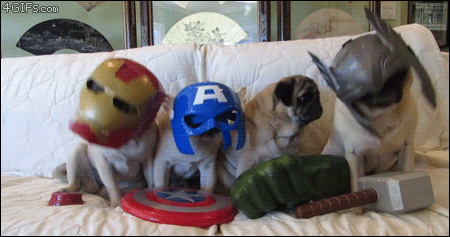 Dogs playing the avengers