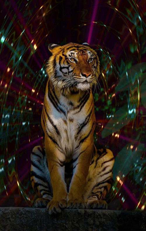 146 Tiger Gifs - Gif Abyss