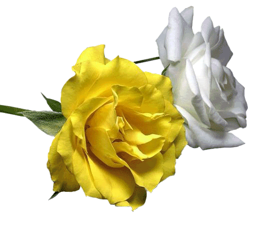 Free Png Download Gifs Et Tubes Fleurs - Animated Gif Yellow Roses