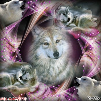 Wolf Gifs