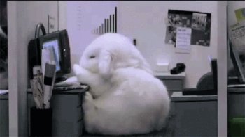 Cubicle Bunny: Cute Office Rabbit at the Computer (GIF)