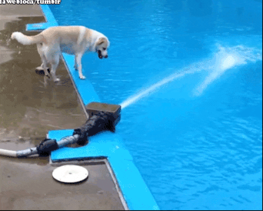 Шляпа упала в воду. Бассейн для собак. Кот плавает в бассейне. Собака в бассейне гиф. Кот в воде.