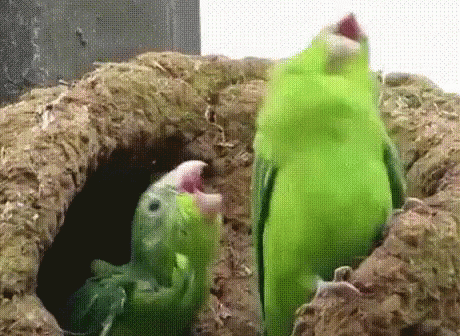Parrot Gif - ID: 23134 - Gif Abyss