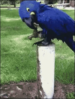 Hyacinth Macaw Gif