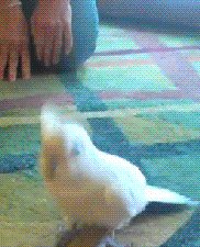 Download Animal Parrot Gif