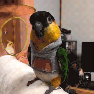 Parrot Gif - Gif Abyss