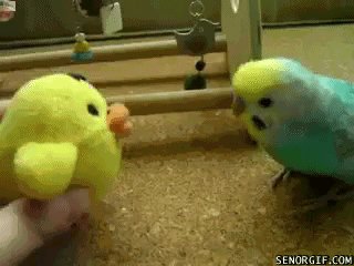 Download Animal Parrot Gif