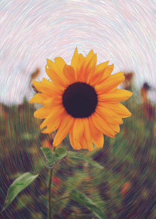 Sunflower Gif - Gif Abyss