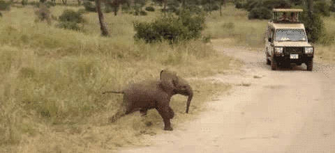 Baby Elephant Running Across Road