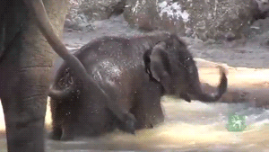 Baby Elephant Splashing