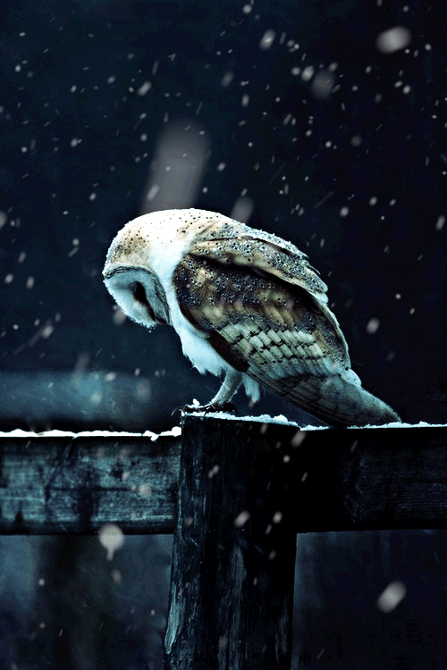 Owl Gif