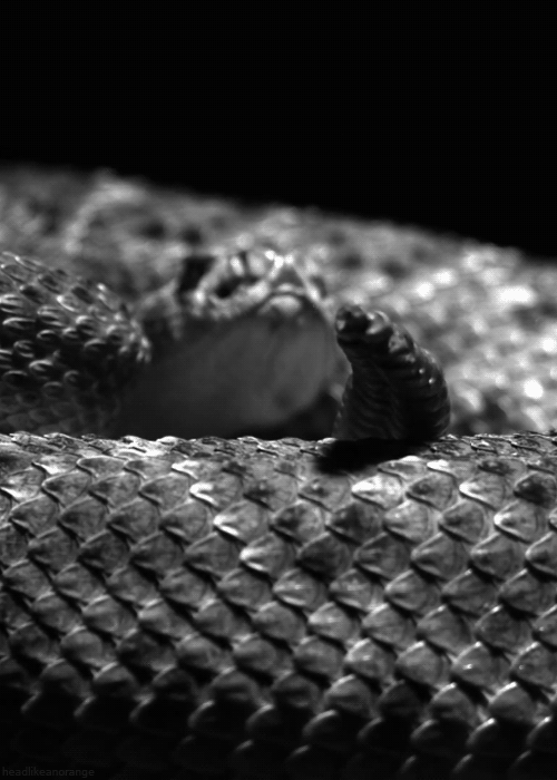 18 Snake Gifs - Gif Abyss
