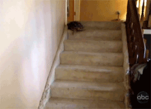 Turtle Sliding Down the Stairs