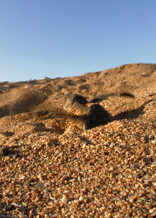 Download Animal Turtle Sand Beach Wildlife Gif Gif Abyss