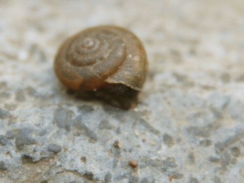 Snail Gif