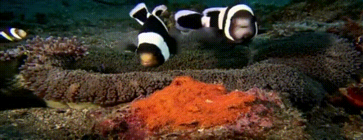 Clownfish Gif