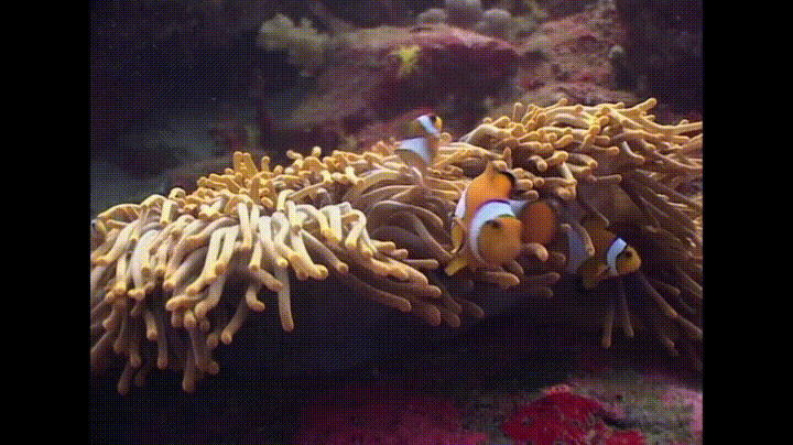 Clownfish Gif