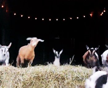 Gif ID: 34126