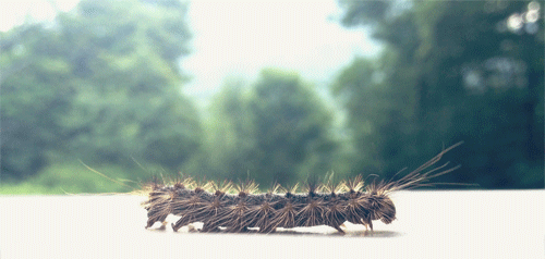 Animal caterpillar Gif | Short Video