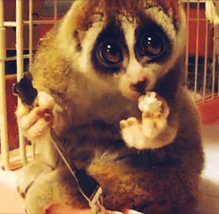 Download Animal Lemur Gif