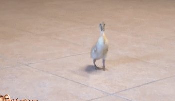 Funny Dancing Duck - Animated GIF
