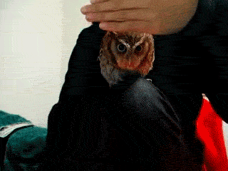 Owl Gif