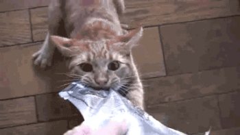 Download Animal Cat Gif