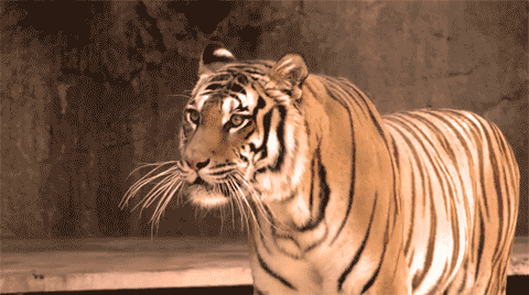 Download Animal Tiger Gif 45956