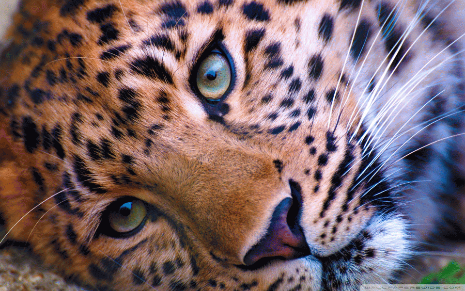 Download Animal Tiger Gif Gif Abyss