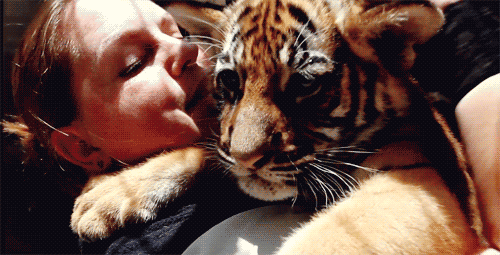 tiger hug gif