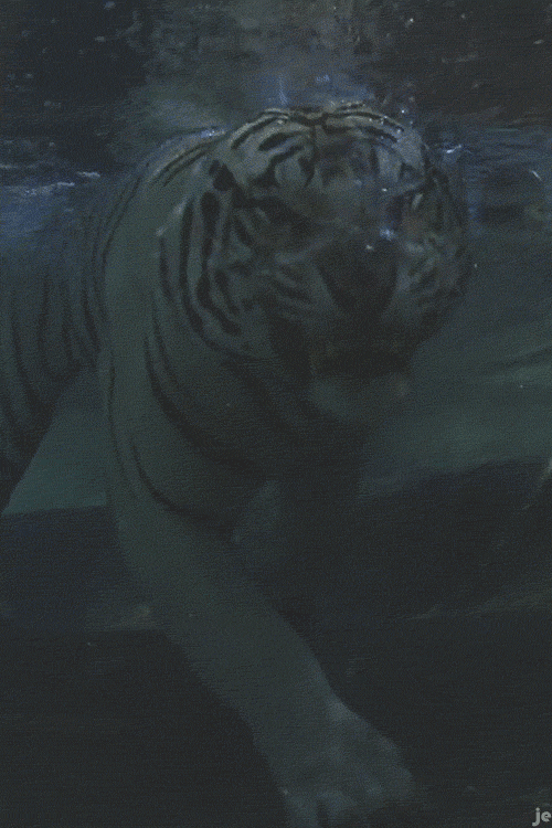 Tiger Gif - Gif Abyss