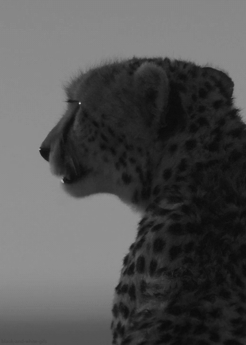 Download Animal Cheetah Gif Gif Abyss