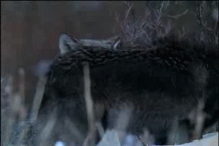 46140.gif