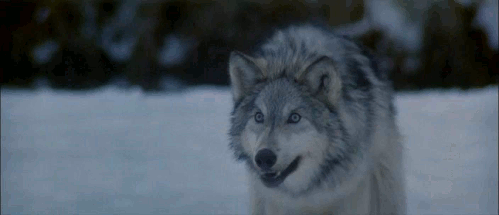 Wolf Gif - Gif Abyss.